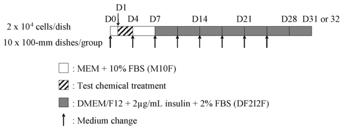 The workflow of the BALB/c 3T3 cell transformation assay.